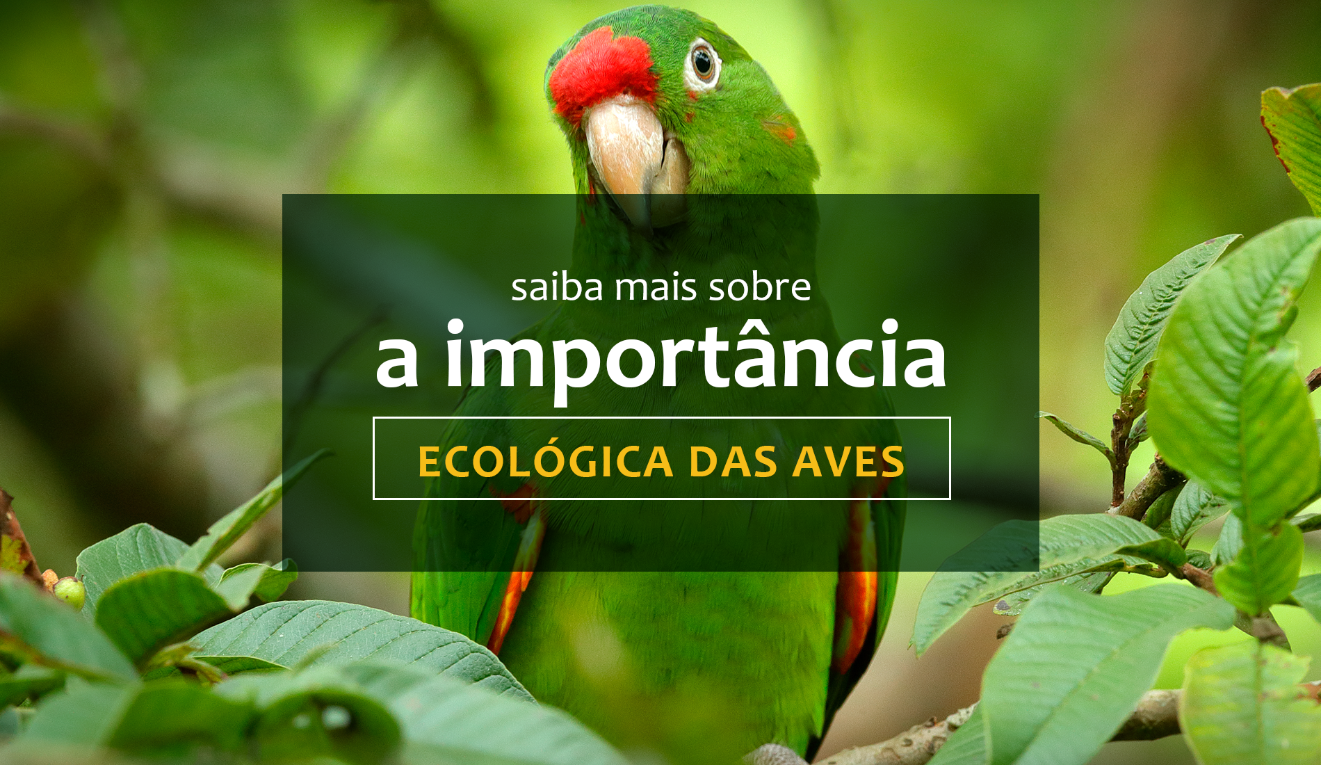 Saiba mais sobre a importância ecológica das aves