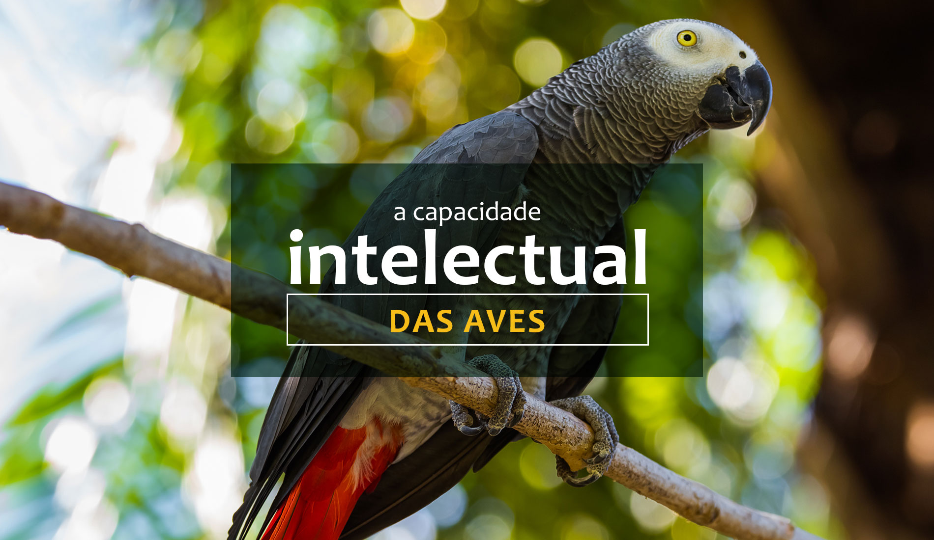 Saiba mais sobre a capacidade intelectual das aves