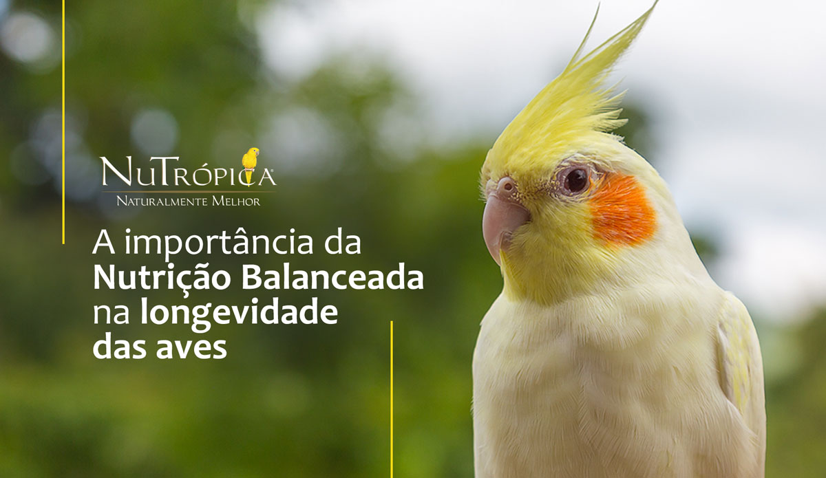 Agapornis: alimentação completa e balanceada