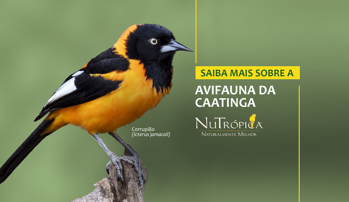 Saiba mais sobre a avifauna presente na Caatinga